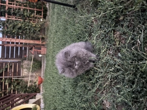 Pisica persană. - imagine 3