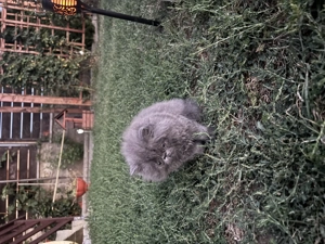 Pisica persană. - imagine 2