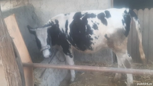 vițica de vânzare 10 luni