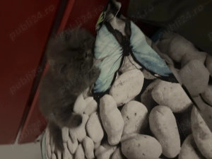 Pisica persană. - imagine 5