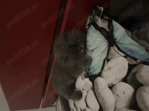 Pisica persană. - imagine 4