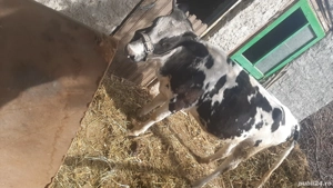 vițica de vânzare 10 luni