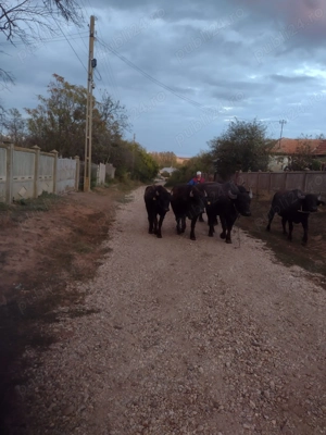 Bivolite de vânzare  - imagine 2