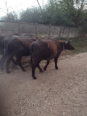 Bivolite de vânzare  - imagine 3