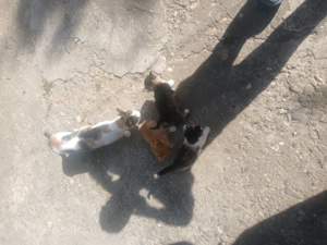 Adoptie pui de pisica