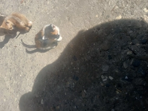 Adoptie pui de pisica - imagine 2