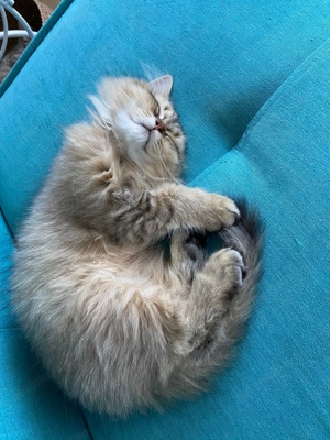 British long hair pisicuța și motan