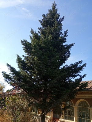 Brad natural in afumați ilfov de sărbători .................