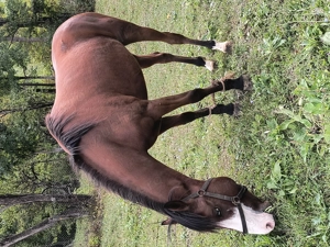 Cârlan de vânzare cu ochii albaștri  - imagine 2