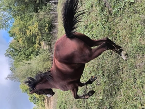 Cârlan de vânzare cu ochii albaștri 