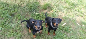 Cățeii jagdterrier  - imagine 2