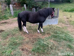 vand ponei talei mare  - imagine 2