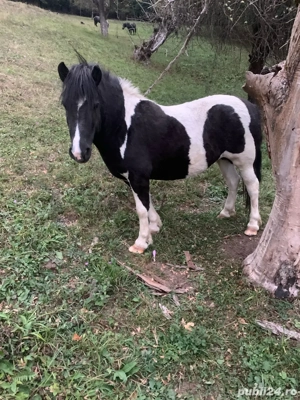 vand ponei talei mare  - imagine 4