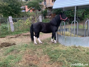 vand ponei talei mare  - imagine 3