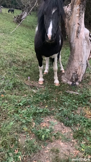 vand ponei talei mare  - imagine 5