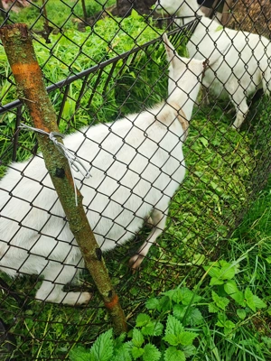 Vind doua capre  2 respectiv 4 ani