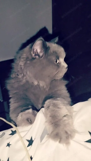 British Longhair - imagine 2