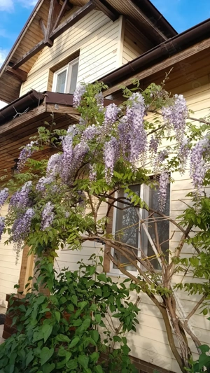 Vând casă cu teren.