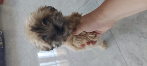 Vand catel bishon - imagine 2 Vand catel bishon - imagine 2