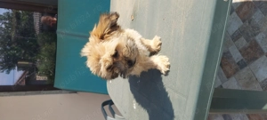 Vand catel bishon - imagine 3 Vand catel bishon - imagine 3