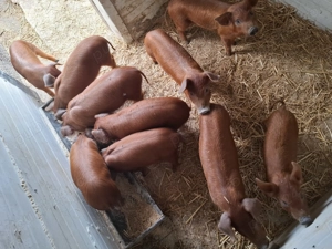 Purcei Duroc de vanzare 