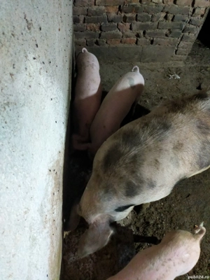 vand urgent - imagine 2