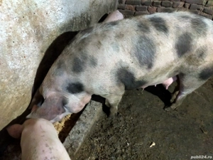 vand urgent - imagine 5