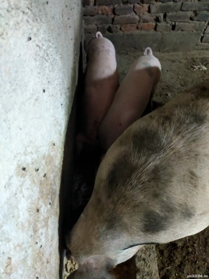 vand urgent - imagine 4