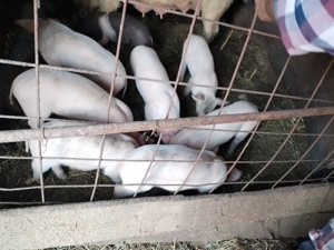 Purcei petreni de carne 8 saptamani