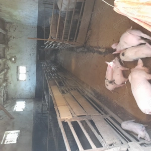 Vând purcei, șoldani greutate 15-25 kg