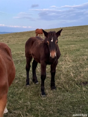 Manzută de 4 luni - imagine 2