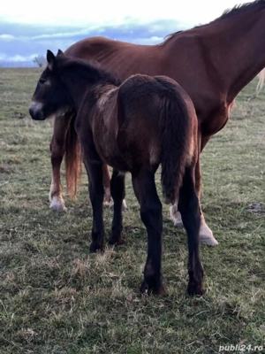 Manzută de 4 luni - imagine 3