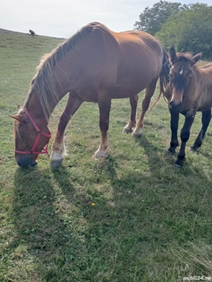 Manzută de 4 luni - imagine 4