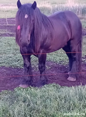 Manzută de 4 luni - imagine 5