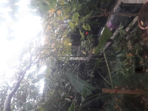 Casa Lumina - imagine 15