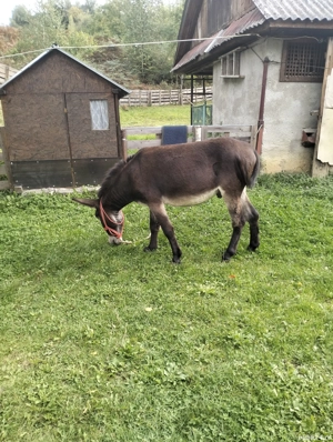 Magar Armasar - imagine 2 Magar Armasar - imagine 2