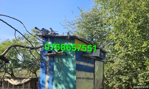 vand porumbei voiajori