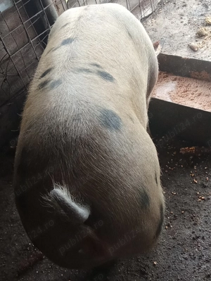 Vând Porc  - imagine 2