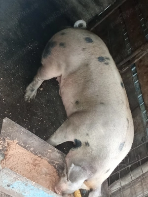 Vând Porc  - imagine 3