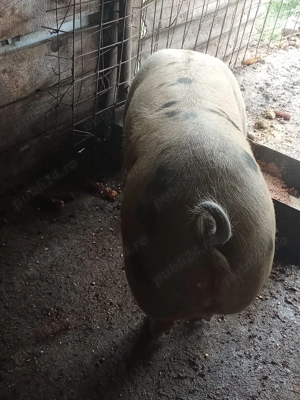 Vând Porc  - imagine 4