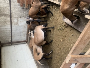 De vânzare oi de camerun