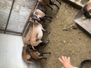 De vânzare oi de camerun - imagine 4