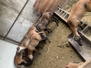 De vânzare oi de camerun - imagine 3