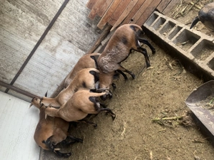 De vânzare oi de camerun - imagine 2