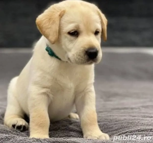 Labrador Retriever fetita