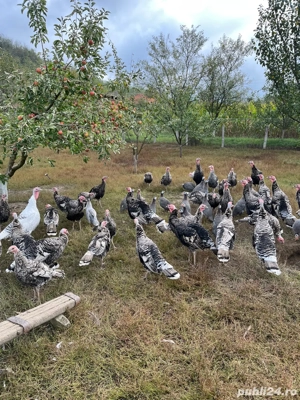 Curci si curcani tineret de vanzare - imagine 2