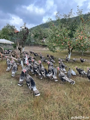 Curci si curcani tineret de vanzare - imagine 3