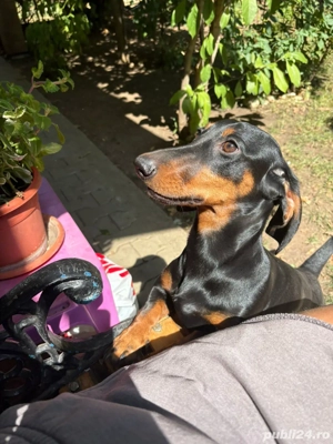 Teckel de vânzare - imagine 2