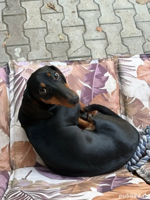 Teckel de vânzare - imagine 3