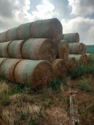 Vând baloți de paie de grâu și orz 